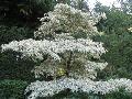 Variegated Giant D0ogwood / Cornus controversa ‘Variegata’ 